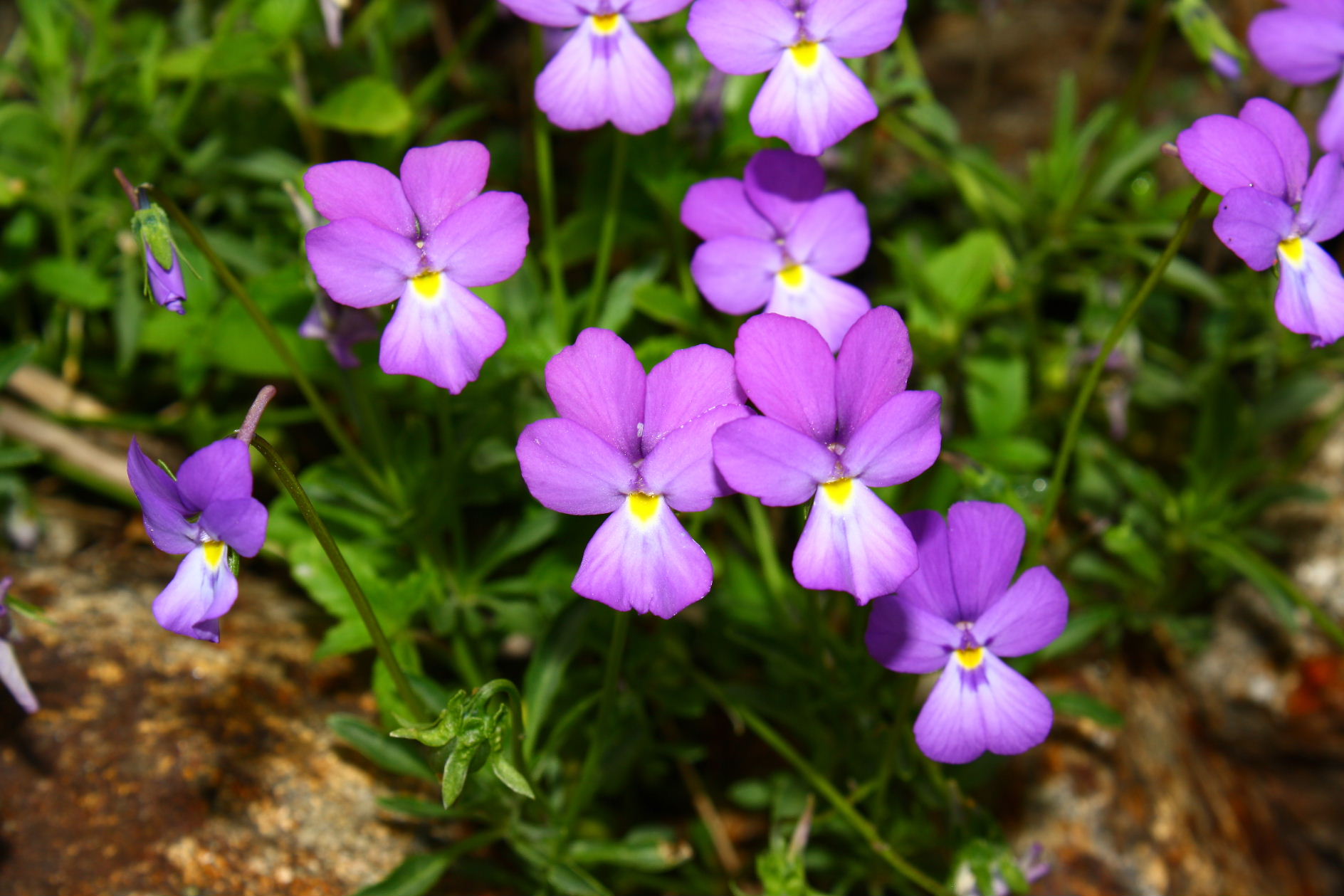 Viola valderia / Viola di Valdieri